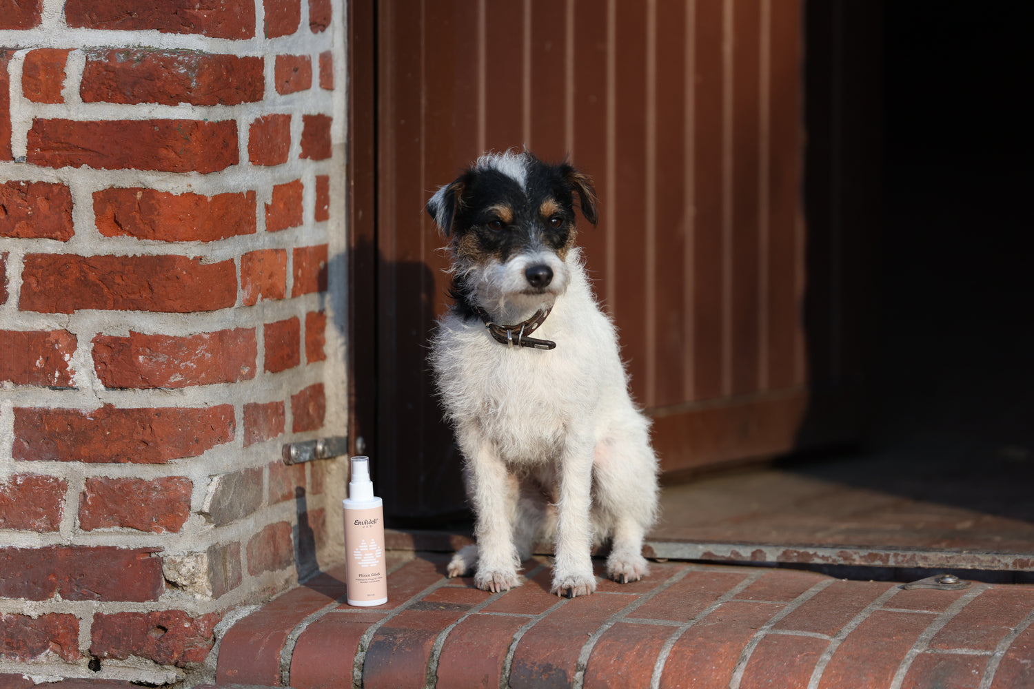 Pflegeprodukte für Hunde: Das Produkt Schickes Fell von EnviWell steht auf dem Boden neben einem Hund