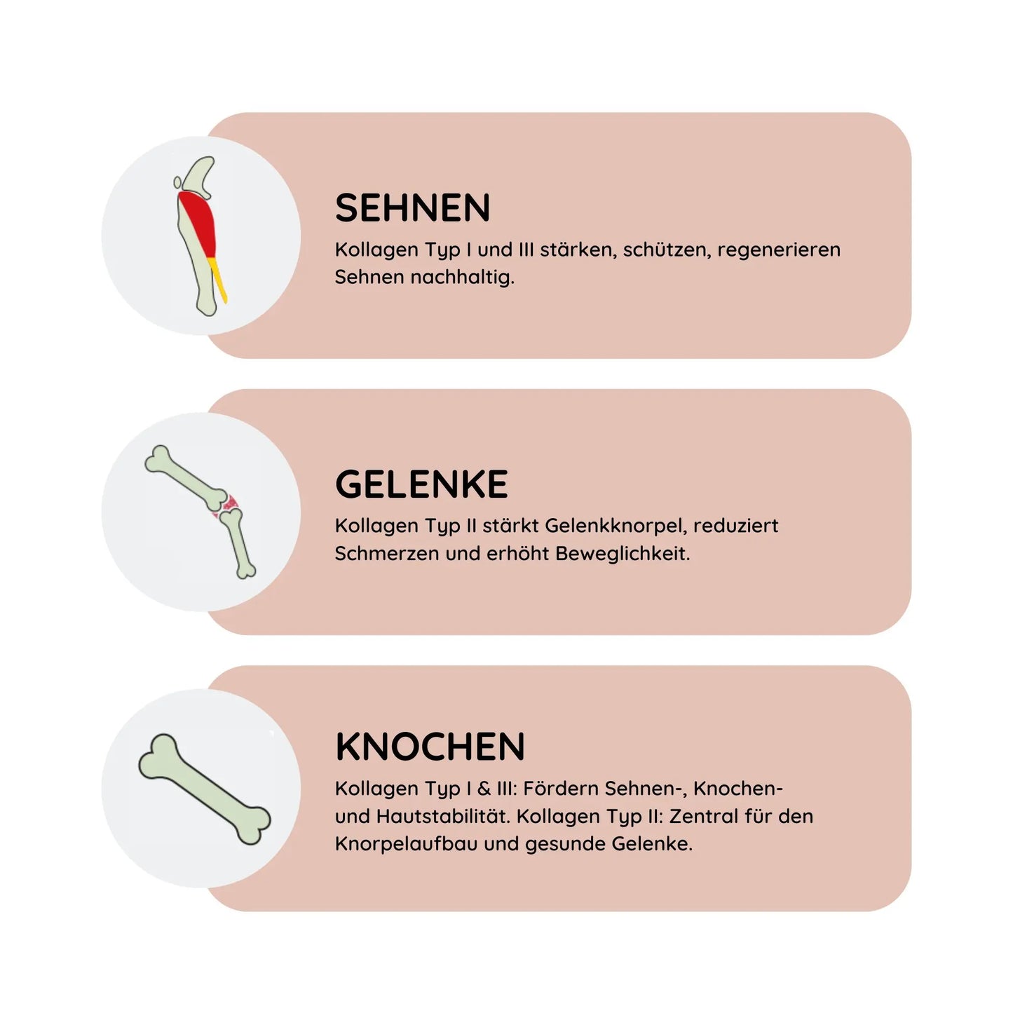 ArthroTotal: Kollagen-Pulver für Hunde