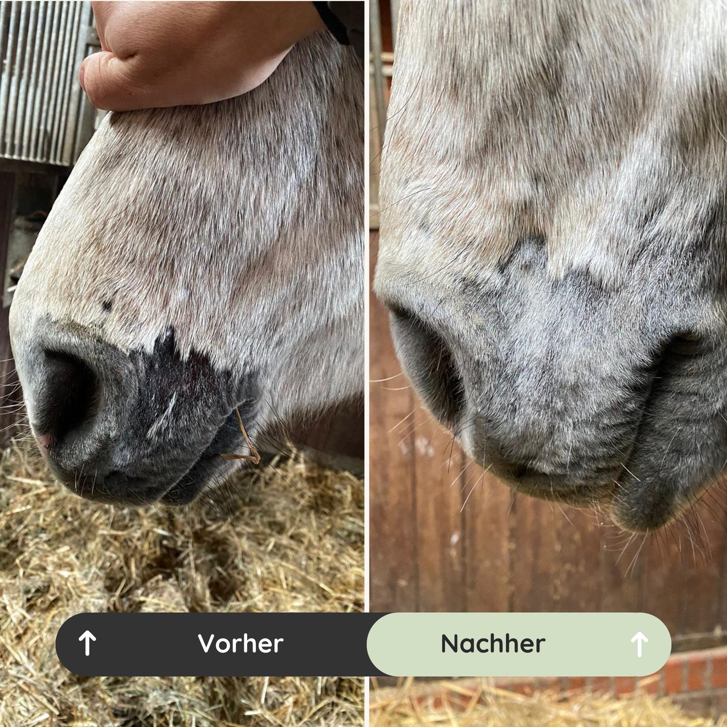 Vorher-Nachher-Vergleich: Alleskönner beim Pilzbefall