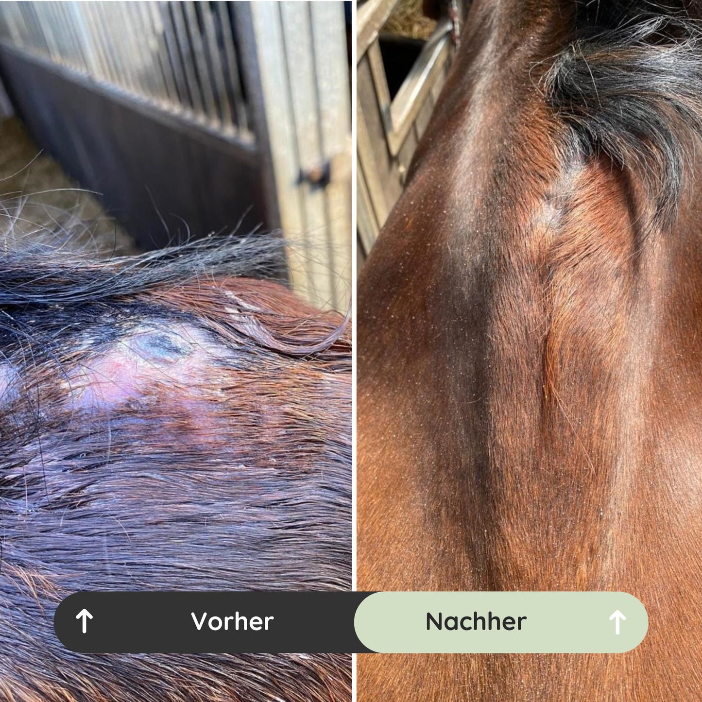 Vorher-Nachher-Vergleich: Wasch mich bei Ekzemer beim Pferd