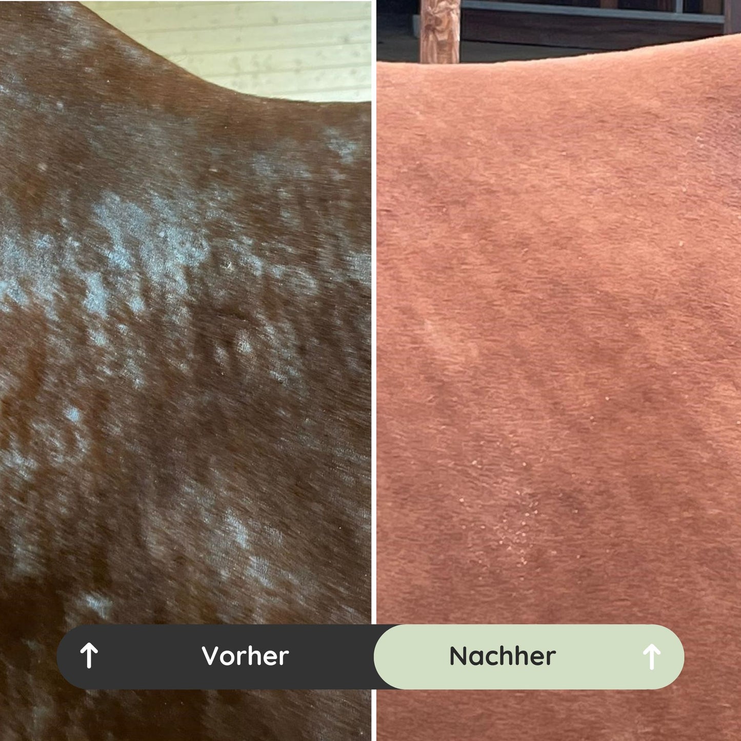 Vorher-Nachher-Vergleich: Wasch mich bei Ekzemer beim Pferd