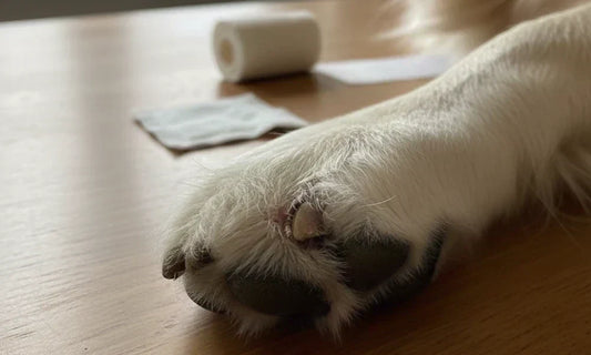 Ballenverletzung beim Hund: Eine Pfote liegt auf einem Tisch, im Hintergrund ist ein Verband
