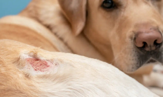 Ekzem bei einem Labrador Retriever