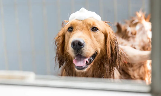 Hund baden