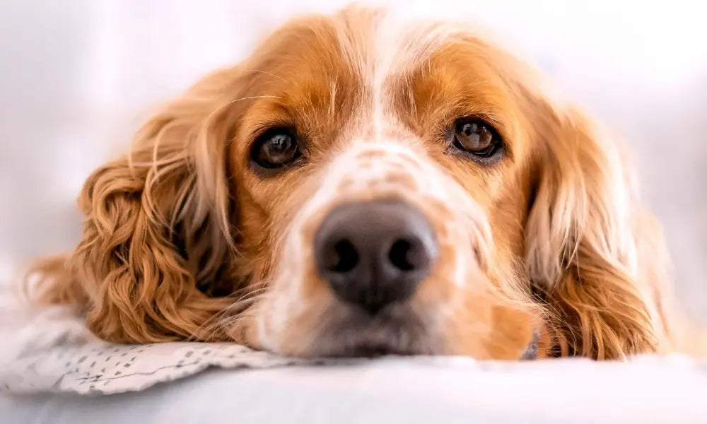 Nahaufnahme eines Hundes mit hellem, gewelltem Fell und braunen Augen, der entspannt auf einer Decke liegt. Symbolbild für gesunde Fellpflege beim Hund.