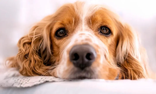 Nahaufnahme eines Hundes mit hellem, gewelltem Fell und braunen Augen, der entspannt auf einer Decke liegt. Symbolbild für gesunde Fellpflege beim Hund.