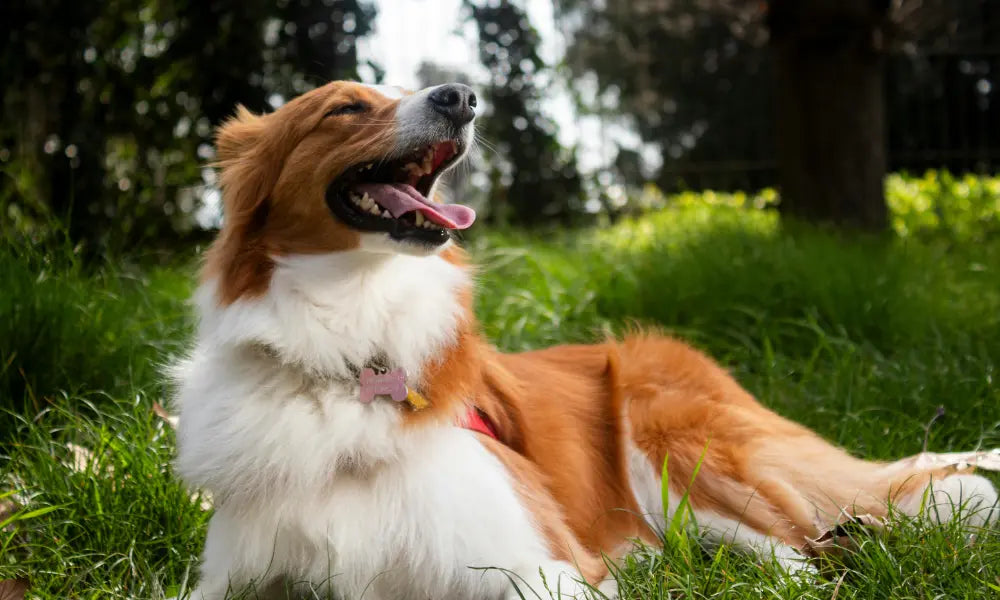 Hundegelenke stärken für ein aktives Hundeleben