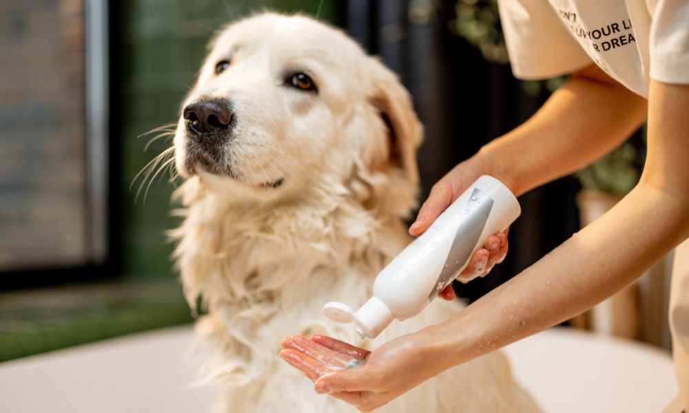 Hundegeruch entfernen: Labrador Retriever wird gebadet