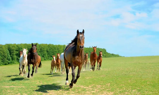 Kollagen für Pferd: Eine Herde von Pferden läuft auf einer grünen Weide
