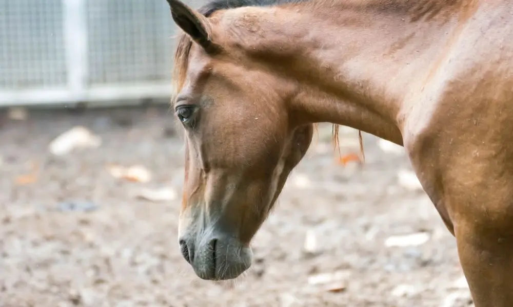 Parasiten beim Pferd