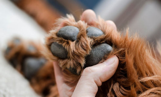 Pfotenpflege beim Hund: Mensch hält Pfote eines Hundes in der Hand