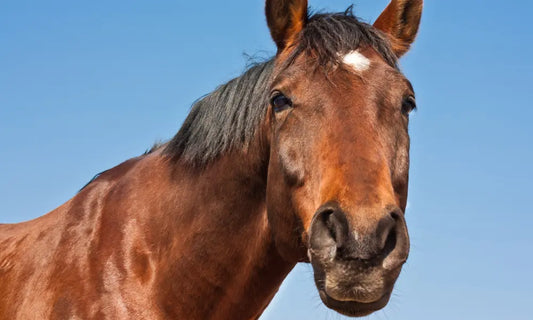 Sommerekzem beim Pferd