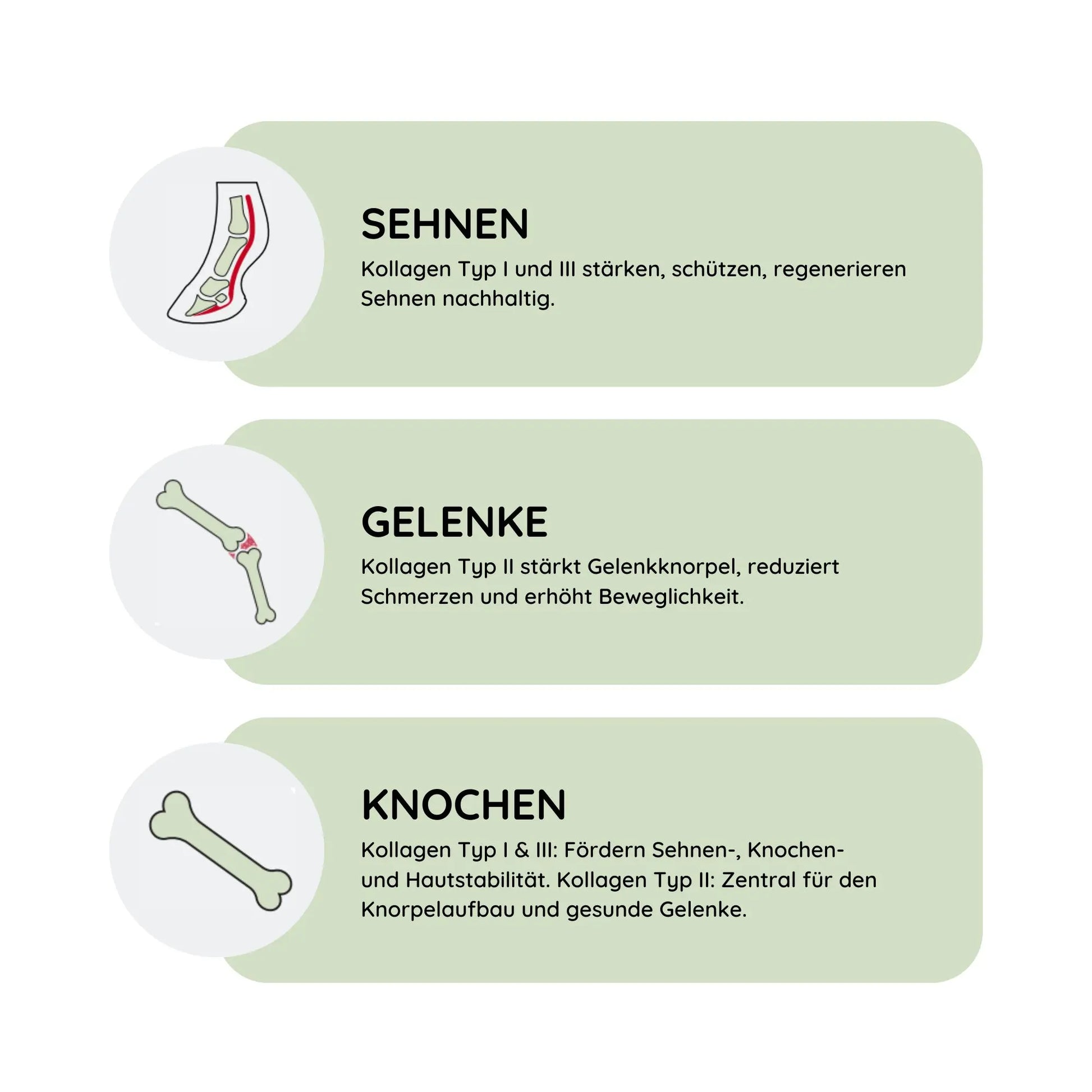 ArthroTotal: Kollagen-Pulver für Pferde