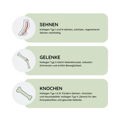 ArthroTotal: Kollagen-Pulver für Pferde