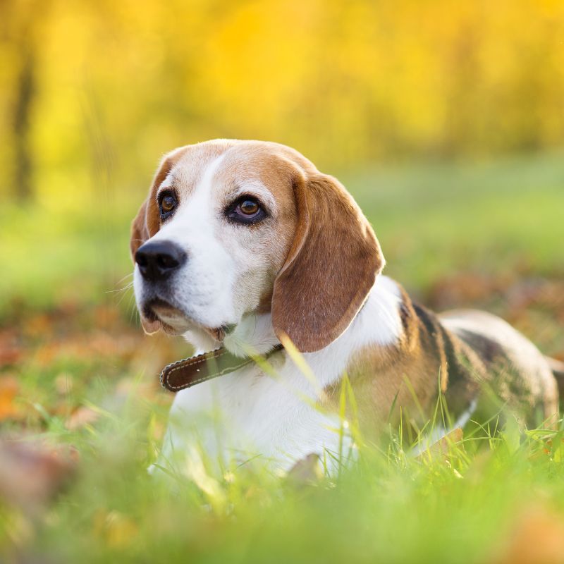 Hund liegt im Grünen des Waldes